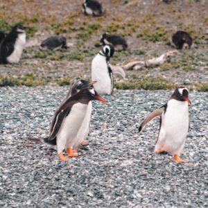 Navegación Pingüinera - Faro del Fin del Mundo